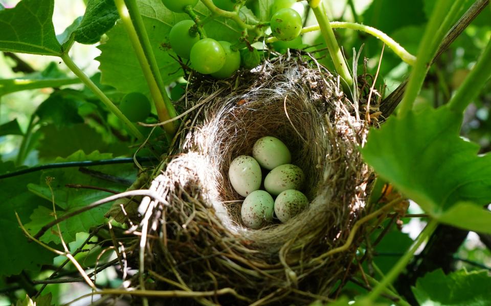 A bird's nest in a tree with 5 eggs.