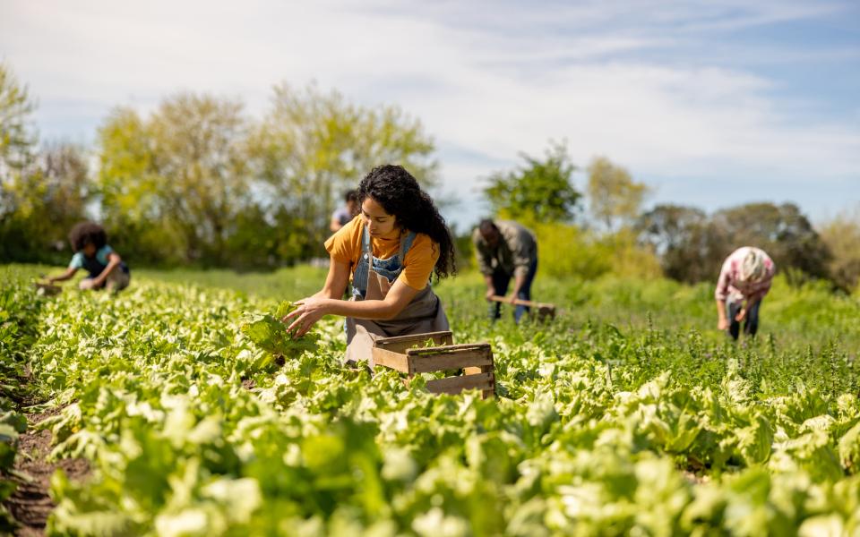 Latin American group of farm workers harvesting lettuce in a field.