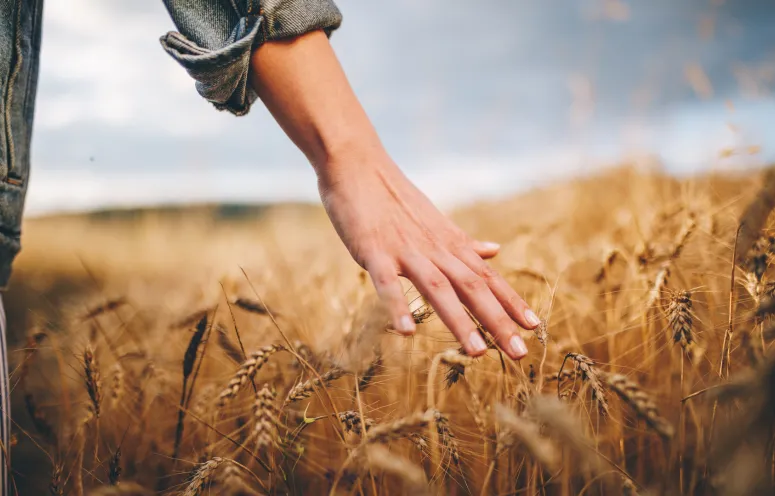 Close-up of a hand skimming over stalks of wheat in a wheat field.